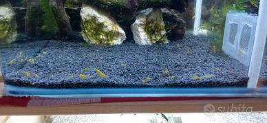 Neocaridine Yellow Fire Neon