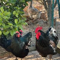 Australorp