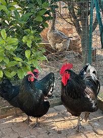 Australorp