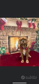 Cavalier king di razza ma senza pedigree per monta