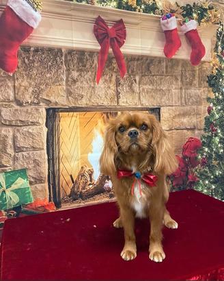 Cavalier king di razza ma senza pedigree per monta