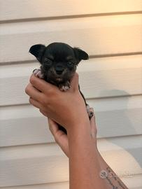 Chihuahua