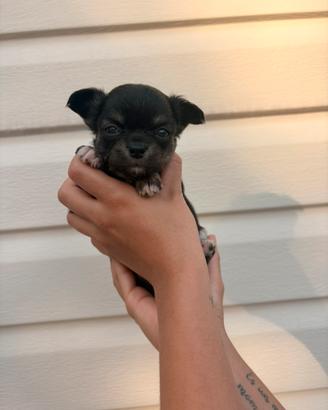 Chihuahua