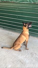 Pastore belga malinois
