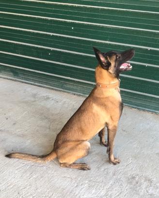Pastore belga malinois