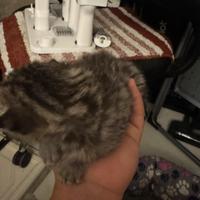 Gattine femmine pronte per una famiglia