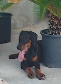 cuccioli di dobermann 