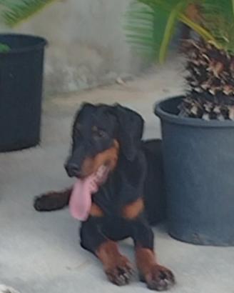 cuccioli di dobermann 