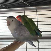 Inseparabili