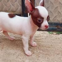 Chihuahua mini toy