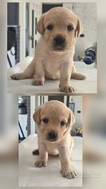 Cuccioli di Labrador retriver