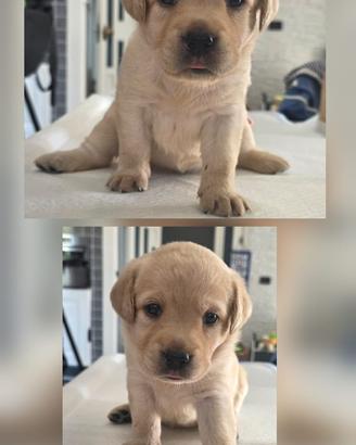 Cuccioli di Labrador retriver