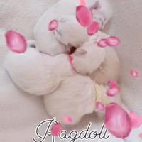 Benvenuti al mondo piccoli ragdoll