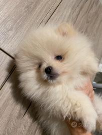 Spitz tedeschi nani volpino di ponerania