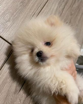 Spitz tedeschi nani volpino di ponerania