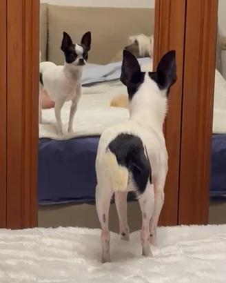 Cucciola Chihuahua Ipertipica minuscola 