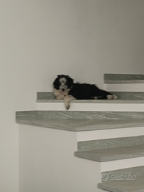 Cucciolo Australian Sheppar