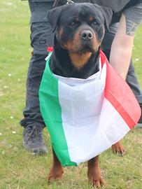 Rottweiler