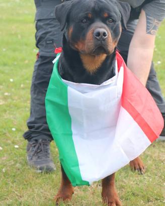 Rottweiler