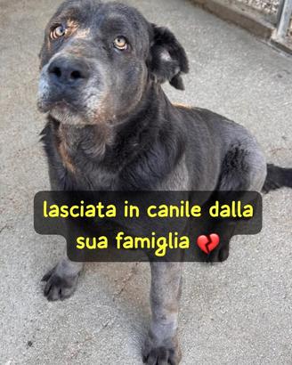 SAMANTHA CANE CORSO 3 ANNI Taglia grande