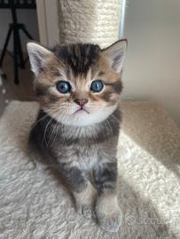 British Shorthair Golden Tabby