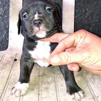 Cuccioli Amstaff