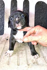 Cuccioli Amstaff