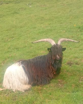 Becchi capra vallesana