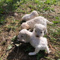 Lagotto romagnolo-spinone da tartufi