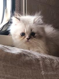 Persiano