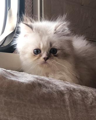 Persiano