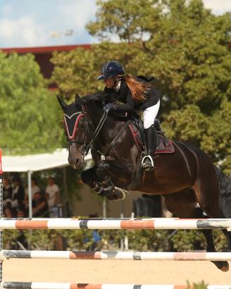 Cavallo da salto
