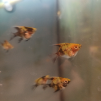 10 esemplari mix Red davil, koy