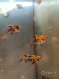 10 esemplari mix Red davil, koy