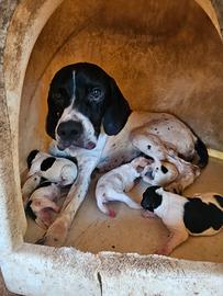 cuccioli di Pointer 