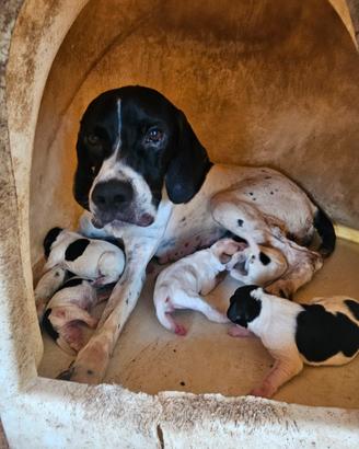 cuccioli di Pointer 