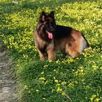 Pastore tedesco maschio pronto per monta