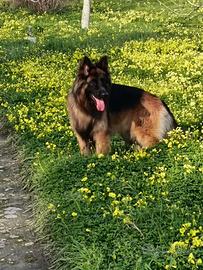 Pastore tedesco maschio pronto per monta