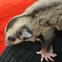 Cucciola petauro