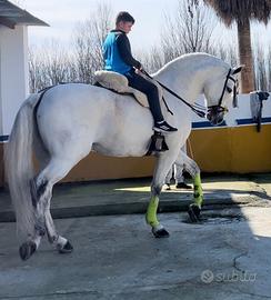 Cavallo Andaluso