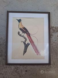Quadretto vintage con uccello esotico incorniciato
