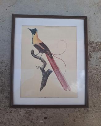 Quadretto vintage con uccello esotico incorniciato