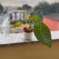 Alocasia regal shield