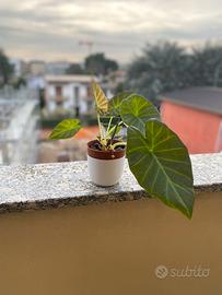 Alocasia regal shield