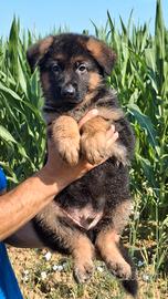 Pastore tedesco cuccioli