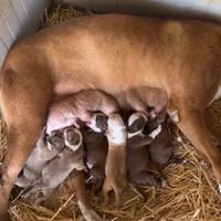 Cuccioli pitbull xxl