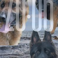 iPhone 16 pro Max da 256 gb (SCAM BIO)