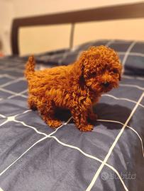 Barboncino toy cucciolo