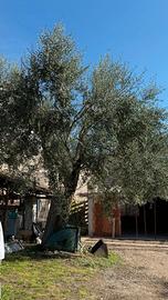 olivo
