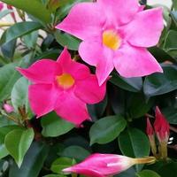 piante di DIPLADENIA MANDEVILLA